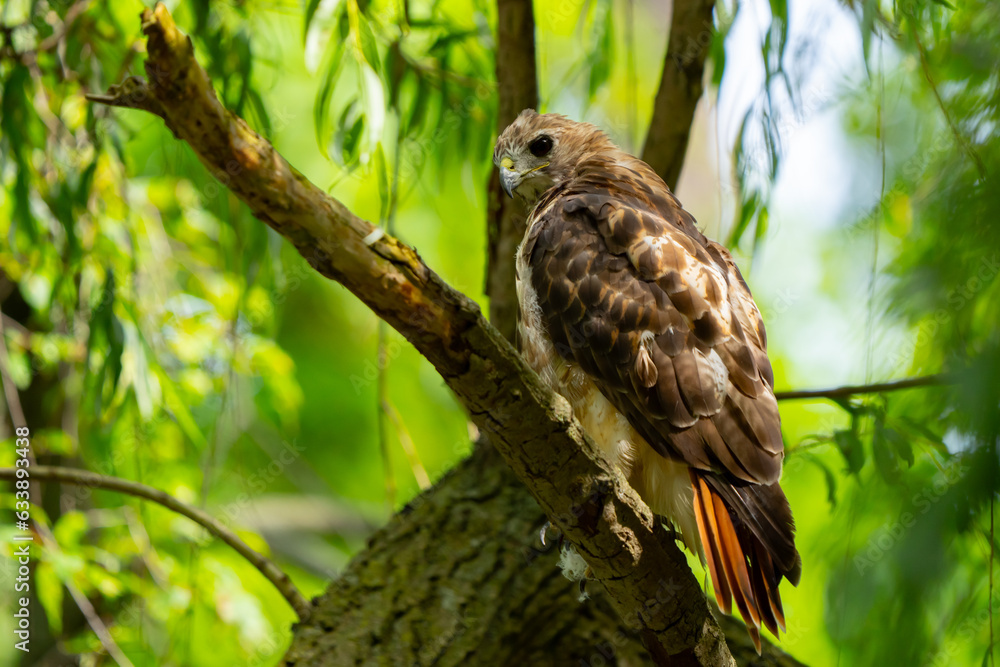 Red-Tailed Hawk Looks for a Frog To Attack Red-Tailed Hawk Looks for a Frog To Attack