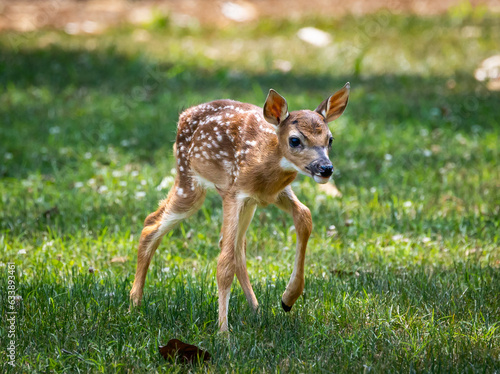 Wall Mural Newly born baby whitetail fawn standing in the grass at a park in Rome Georgia