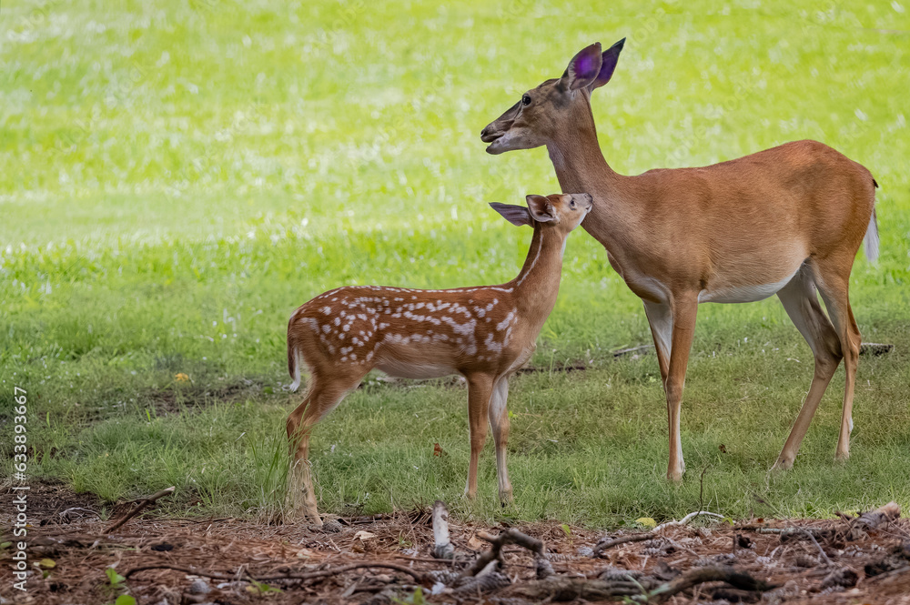 Female whitetail doe and fawn in a grassy meadow in Rome Georgia. Female whitetail doe and fawn in a grassy meadow in Rome Georgia.