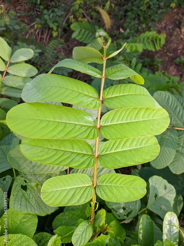 senna alata plants in the morning	
 photo