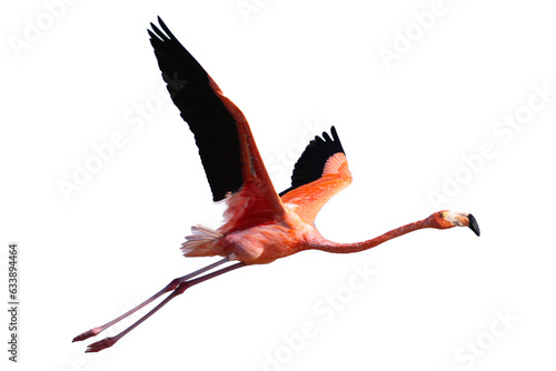 Flamingo flying photo