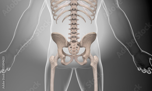Obraz na płótnie Skeletal pelvic view on gray background