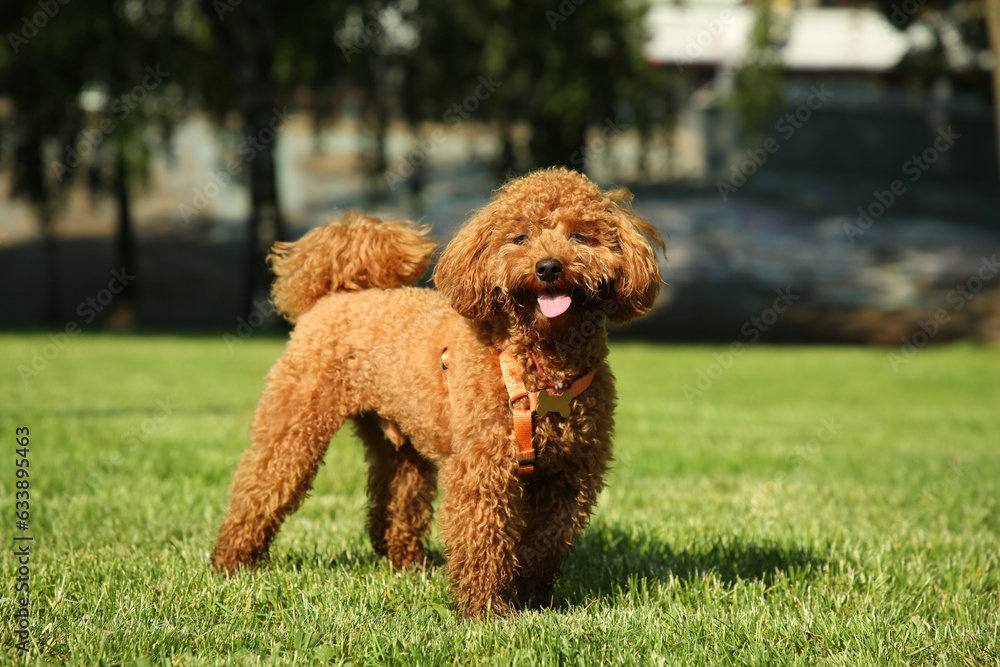 Cute Poodle on green grass outdoors. Dog walking