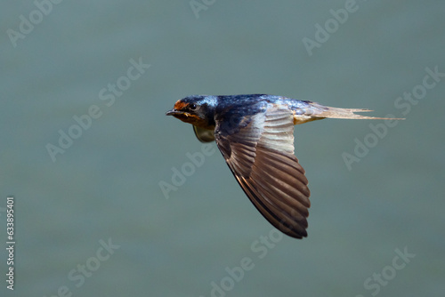 Beautiful Blue Barn Swallow in Flight Over Blue Water