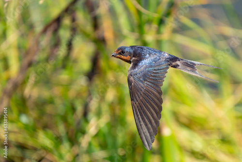 Beautiful Blue Barn Swallow in Flight Over Green Background