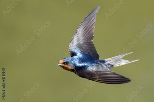 Beautiful Blue Barn Swallow in Flight Over Green Background