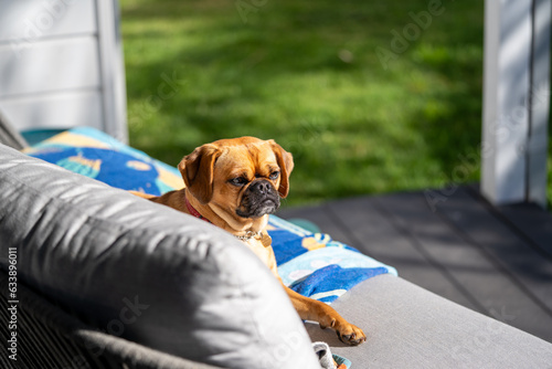 pug pugalier puppy sitting on a lounge outsite in the sun photo