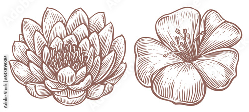 Flowers set. Lotus and lily sketch. Engraved style illustration. Vintage vector illustration