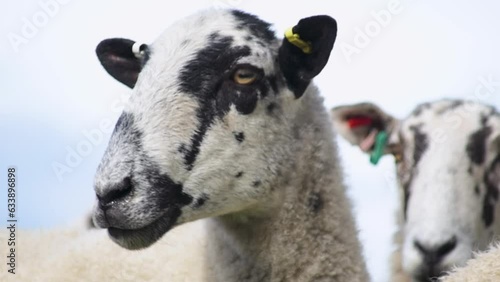 HD, close-up shot of a cute adult wool sheep in a farm field, staring straight into the camera. This detailed footage captures the serene and natural environment of rural farming life, perfect for enr photo