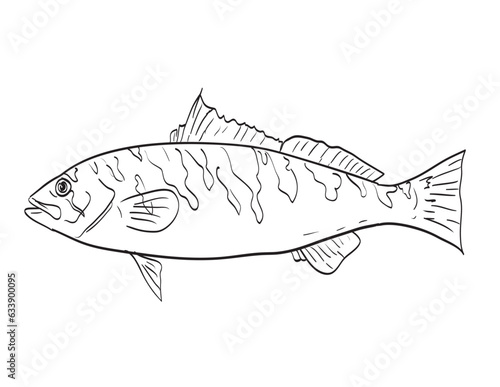 Drawing sketch style illustration of a Barred sand bass fish native to Gulf of California side view black and white on isolated white background.