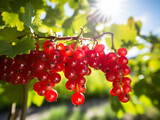 A Close Up of Currants Growing on a Farm