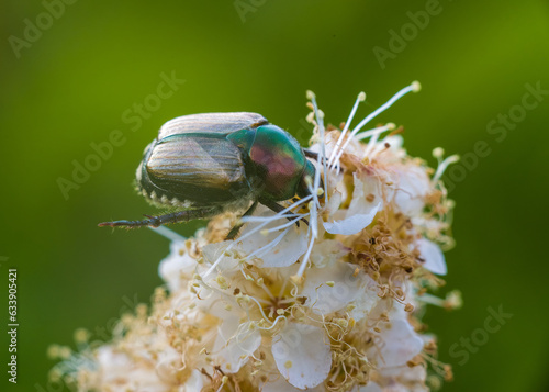 The cockchafer close -up photo