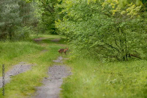 Obraz Lis na drodze leśnej