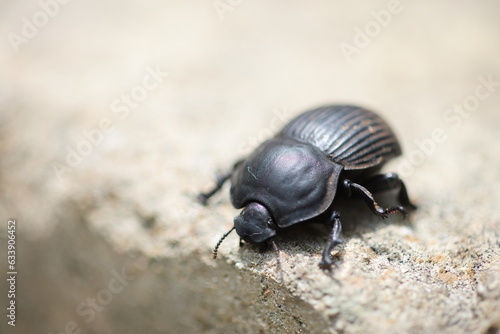 The genus Scarabaeus consists of a number of Afro-Eurasian dung beetle species. This photo was taken in Kruger National Park, South Africa.