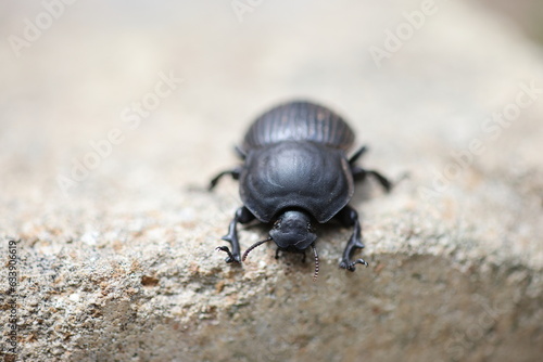 The genus Scarabaeus consists of a number of Afro-Eurasian dung beetle species. This photo was taken in Kruger National Park, South Africa.