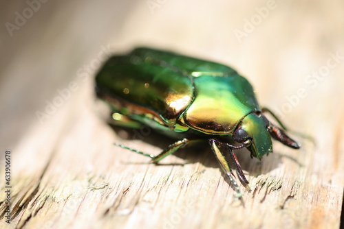 Agestrata semperi drone beetle in Luzon island, Philippines photo