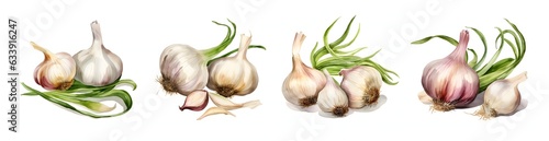 Set of Garlic with brunch Isolated on white