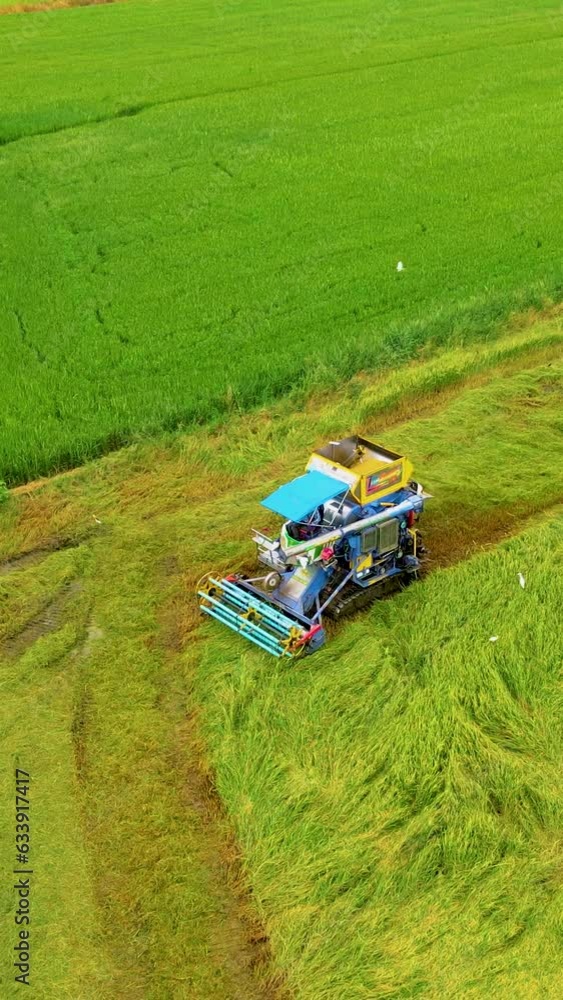 Harvester machine to harvest rice field working in Thailand. harvesting rice paddy field in central Thailand Harvester machine to harvest rice field working in Thailand. harvesting rice paddy field in central Thailand