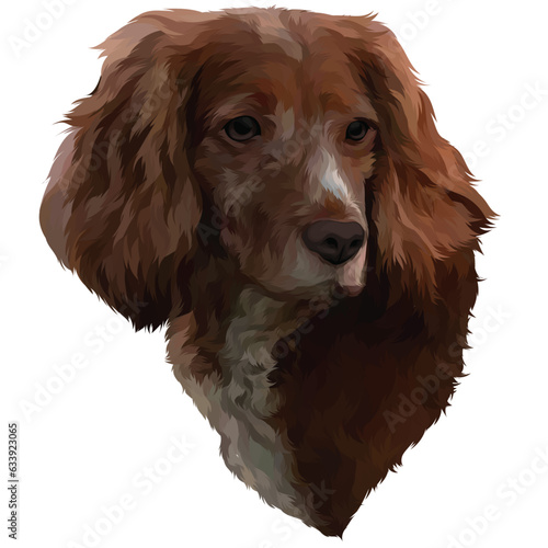 cavalier king charles spaniel
