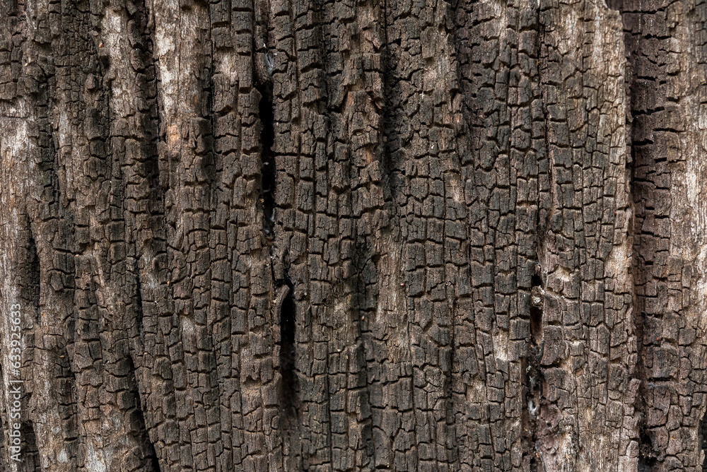 Obraz premium Dark brown wood texture, wood background