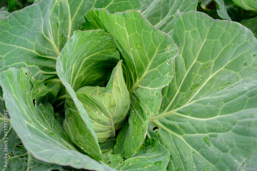 Cabbage Brassica oleracea L. var. Capitata in the family Cruciferae, Vegetable background Cabbage Brassica oleracea L. var. Capitata in the family Cruciferae, Vegetable background