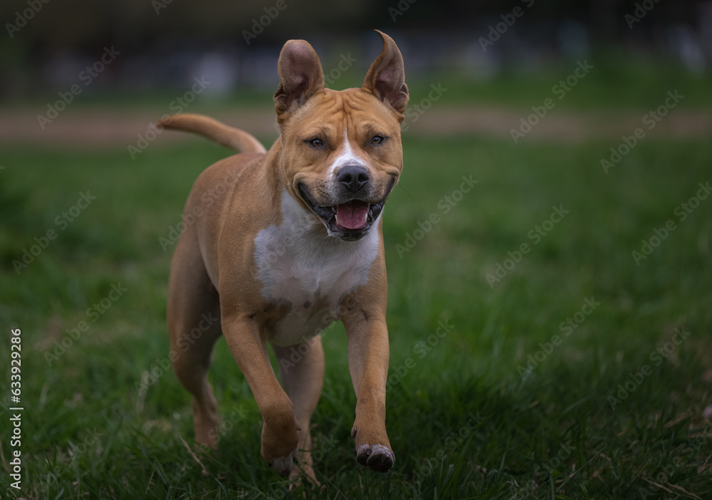 2023-04-30 A TAN AND WHITE PITBULL WITH NICE BRIGHT EYES AND ATTENTATIVE LOOK WITH A BLURRED GREEN BACKGROUND AT MARYMOOR OFF LEASH AREA IN REDMOND WASHINGTON-