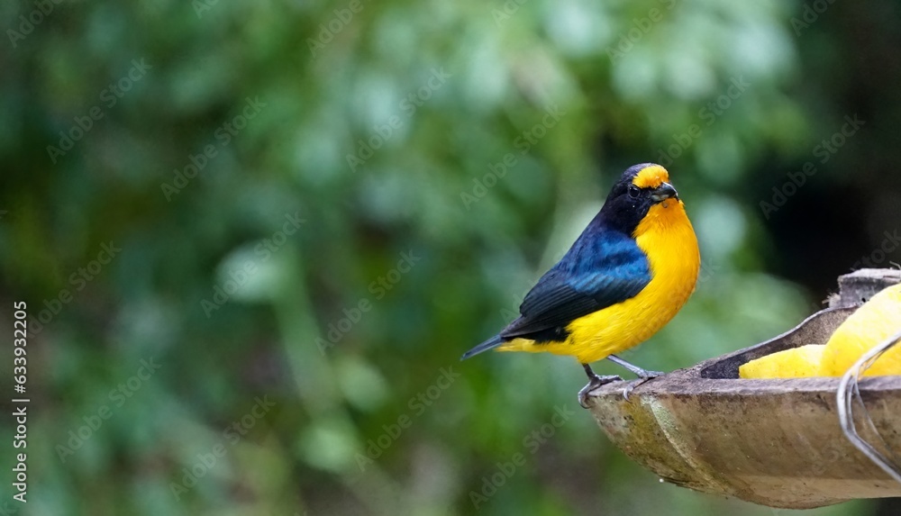 Gaturamo-verdadeiro, ave  que habita  regiões da América do Sul. Também é conhecido pelos nomes de guriatã, bonito-lindo, gaturamo-imitador, gaturamo-itê,