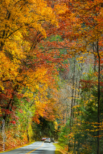 autumn in the smokies with road and orange leaves