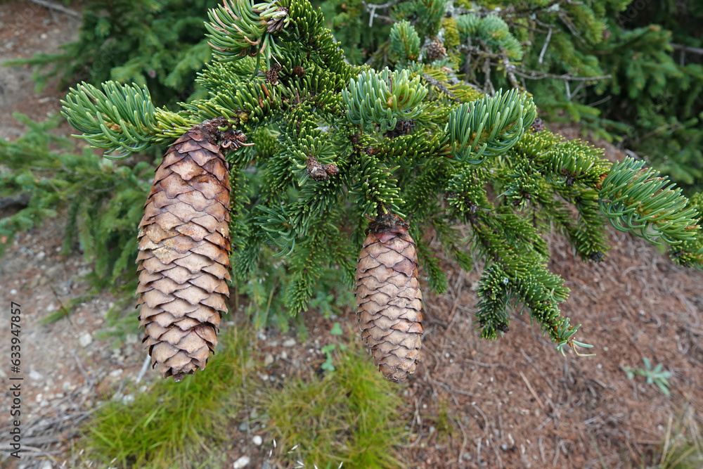 Closeup on the Norway or European spruce, Picea abies with it's typical large cones Closeup on the Norway or European spruce, Picea abies with it's typical large cones