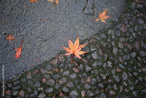 落ち葉