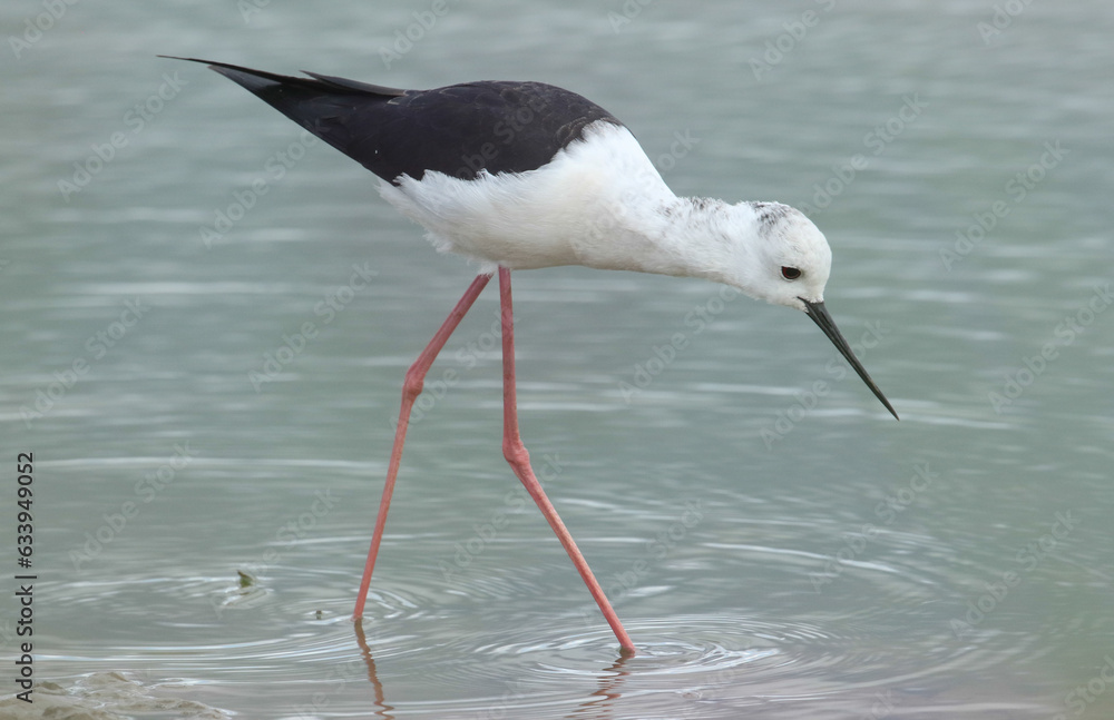 Obraz premium A male Black-winged Stilt, Himantopus himantopus, feeding at the edge of a lake.