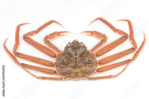 ズワイガニ　生