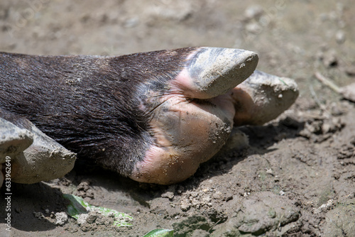 closeup of Malay tapir feet photo