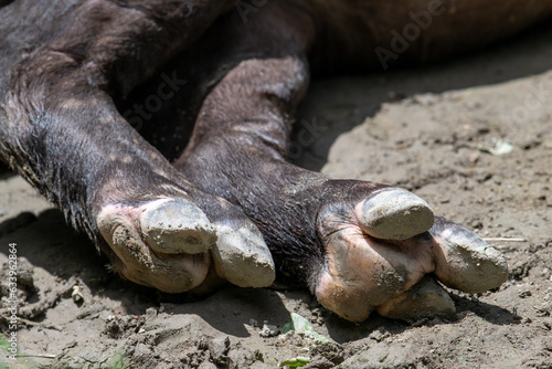 closeup of Malay tapir feet