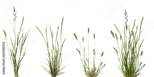 Fotografia Bundles of green meadow grass with spikelets isolated on transparent background