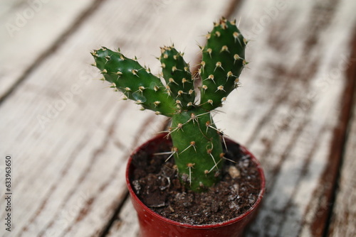 opuncja fragilis opuntia kaktus