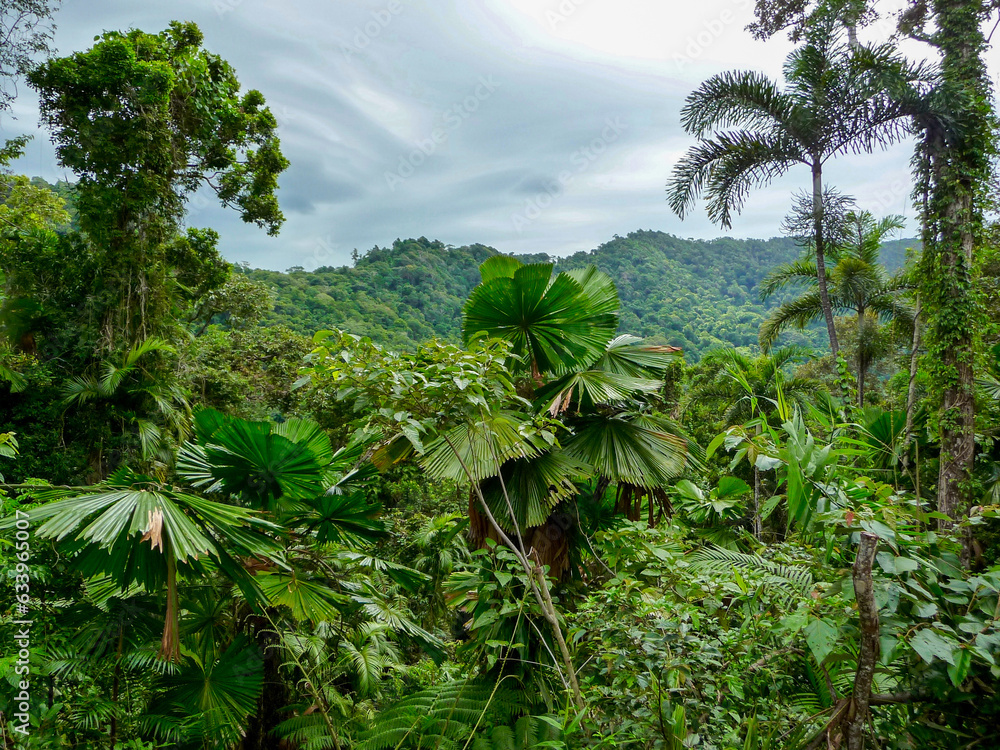 Obraz premium Landscape along Cape Tribulation Road in Northern Queensland