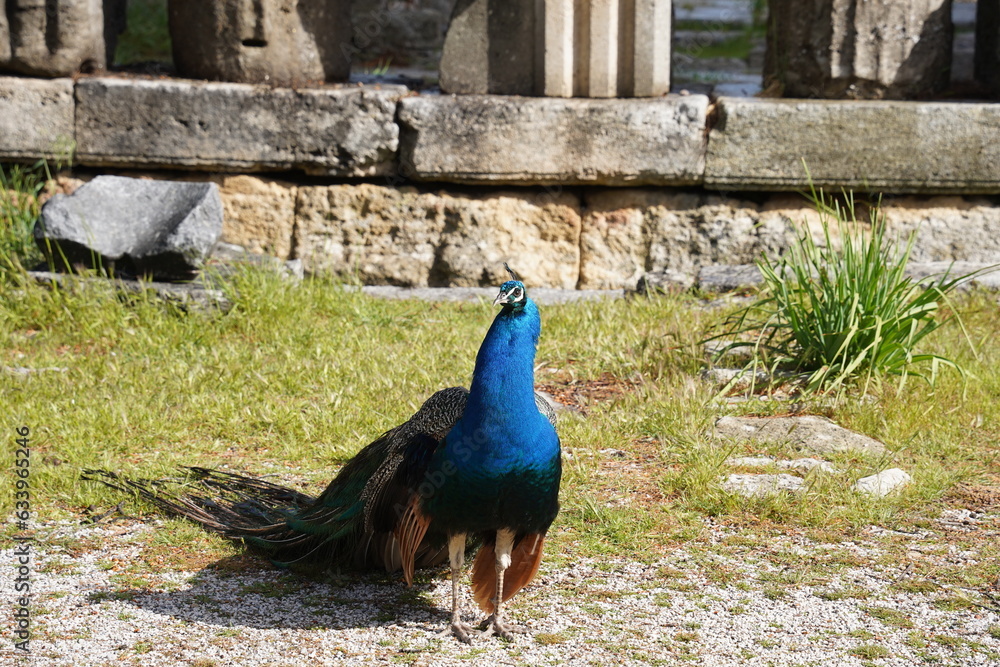 Peacocks walking in the garden at Mount Filerimos on Rhodes island in Greece Peacocks walking in the garden at Mount Filerimos on Rhodes island in Greece