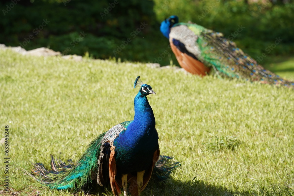 Obraz premium Peacocks walking in the garden at Mount Filerimos on Rhodes island in Greece