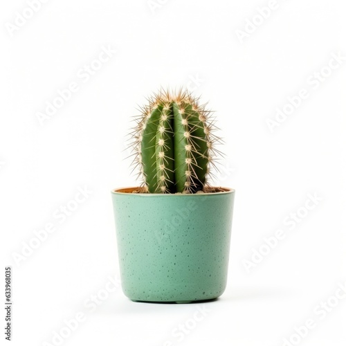 Cactus on plain white background - product photography