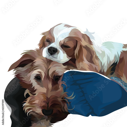 shih tzu dog