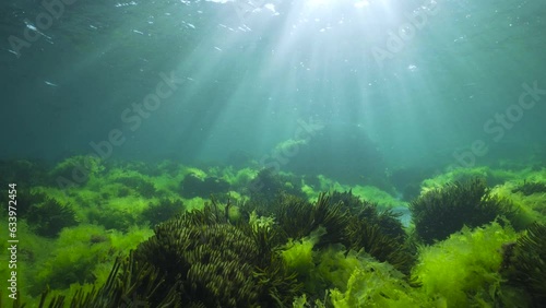 Underwater green algae on the ocean floor with sunlight below water surface, natural seascape in the Atlantic ocean, Spain, Galicia