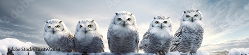 owl on a winter snow background. photo
