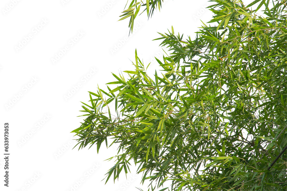 Obraz premium green leaf or tree branch isolated on white background.