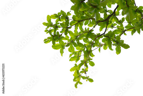 green leaf or tree branch isolated on white background.