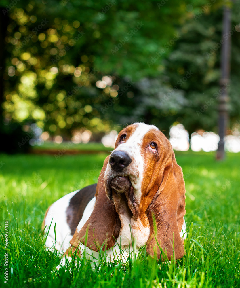 A dog of the basset hound breed lies on green grass against the background of trees. The dog looks up. He has long ears and sad eyes. The photo is blurred and vertical.