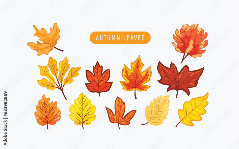 Collection beautiful colorful autumn leaves isolated on white background