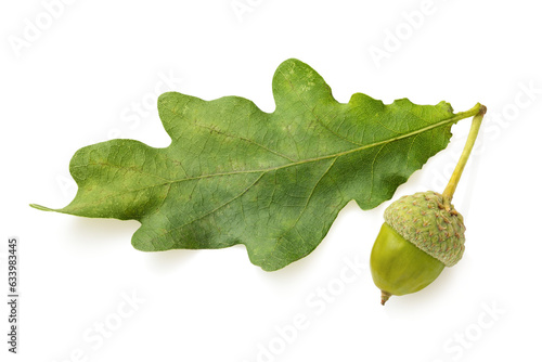 Oak leaf with acorn isolated on white background photo