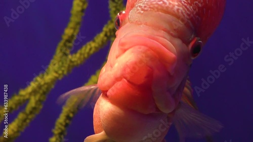 A beautiful red fish with big eyes swims in the water in the aquarium. photo