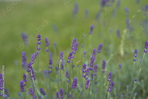 Lavender on a green background